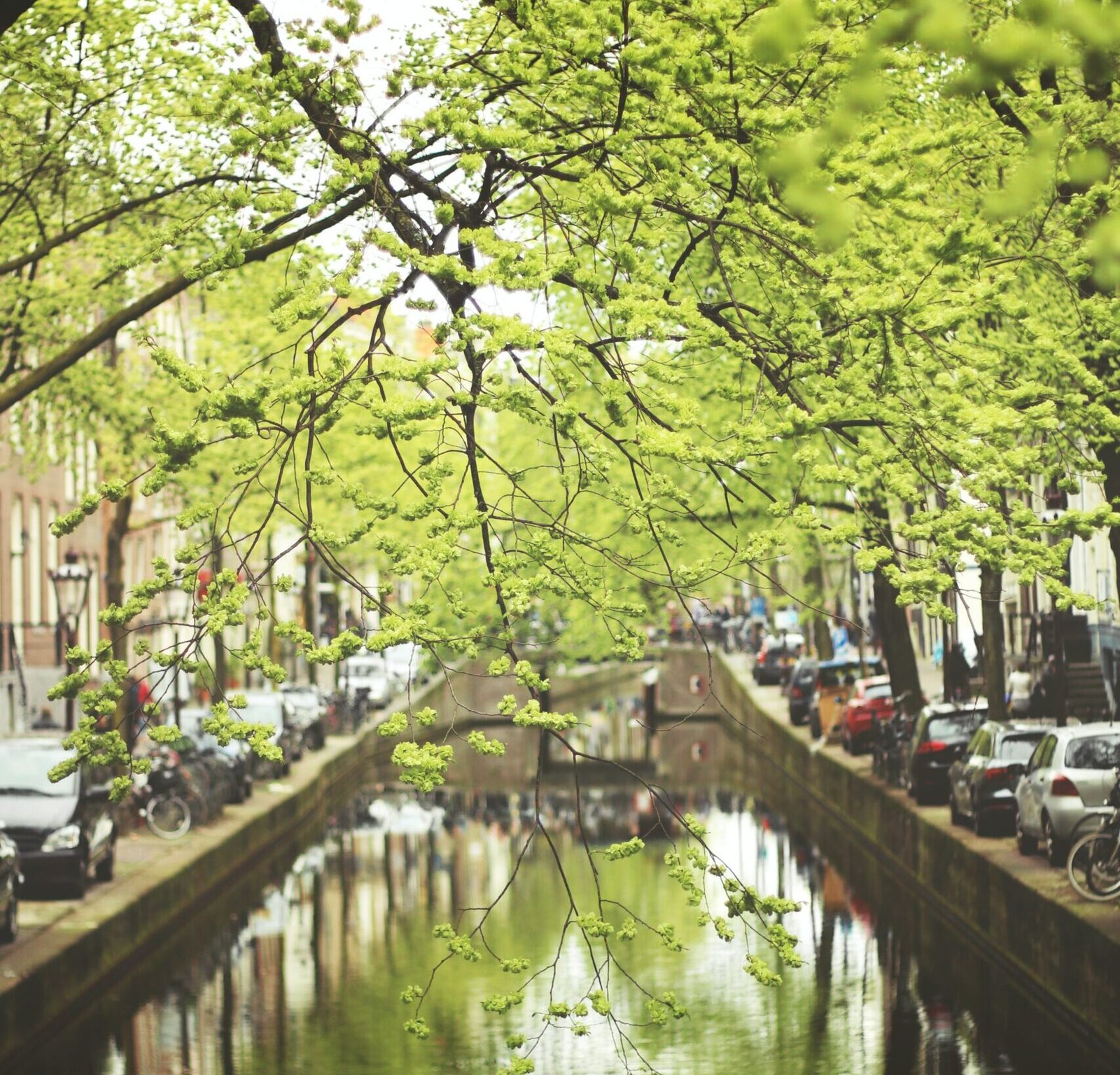 Zo oud zijn de bomen van Amsterdam en hier staat de oudste